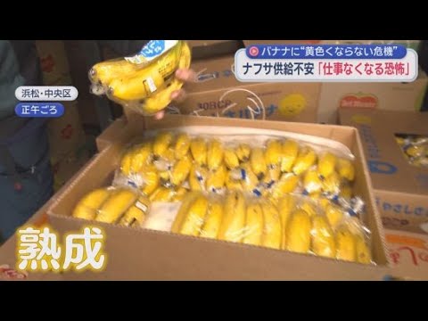 YouTube Video イラン情勢の影響がバナナにまで…黄色く熟成できず出荷ストップの恐れ　エチレンガスが価格10倍で2カ月半待ち