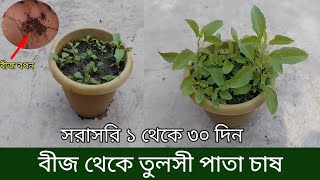 তুলসী গাছ লাগানোর নিয়ম | তুলসী বীজ সংগ্রহ | তুলসী বীজ বপন | তুলসী পাতা চাষ A to Z | Tulshi chas