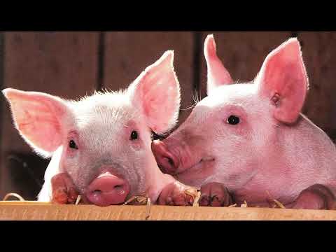 ZWIERZĘTA NA WSI - DLA DZIECI