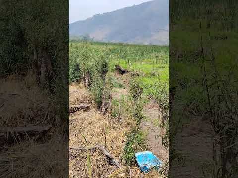 cultivo de Petate en San Antonio Aguas Calientes, Sacatepéquez