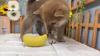 柴犬の動画01