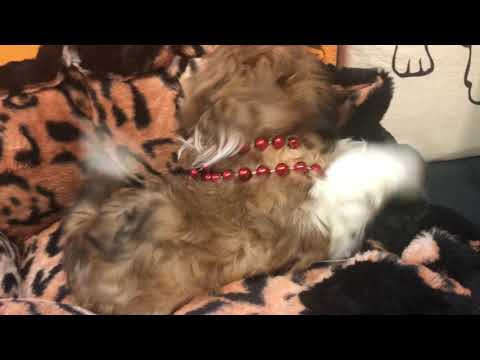 Pilo Cute Shihtzu for sale Bayside Flushing Queens NY