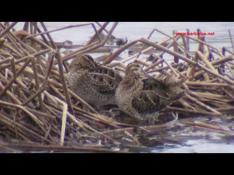 Agachadiza común ( Gallinago gallinago ) Snipe