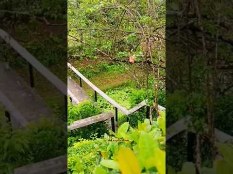 Gera Kulaura Upazila in the green tea garden #arrahman #song #love #ruwan #sirian #dhira #alvar #sen