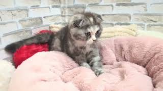 スコティッシュフォールドの動画01