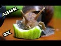 ASMR Snail Eating Cucumber 🐌2 | Animal ASMR
