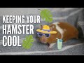 Keeping your hamster COOL in the summer