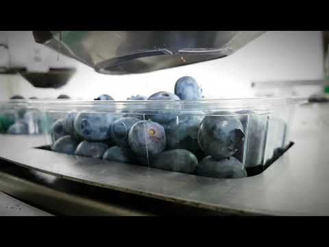 PAKFRUT PID-130 MIRTILLI - BLUEBERRIES