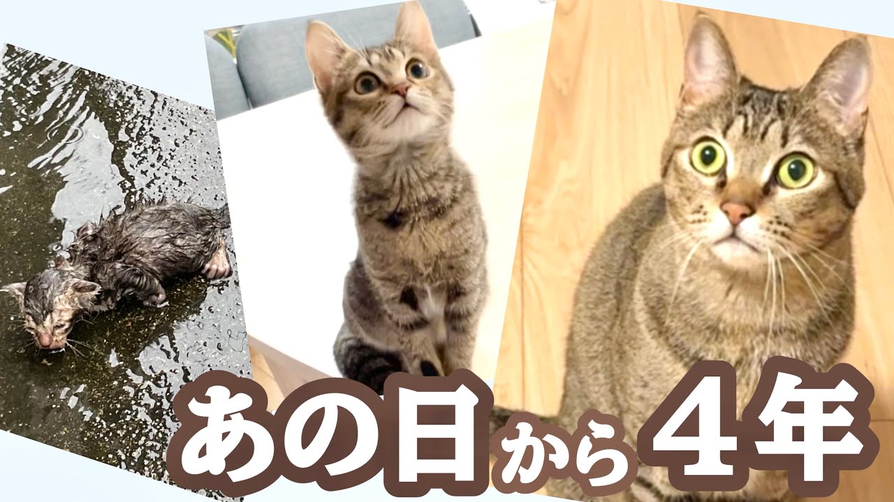 【保護から4年】大雨の日に出会った「落ち猫あめちゃん」とは？