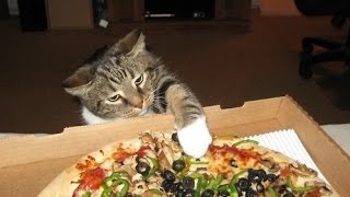 Смотреть онлайн Подборка: Коты воруют пиццу прямо из тарелок