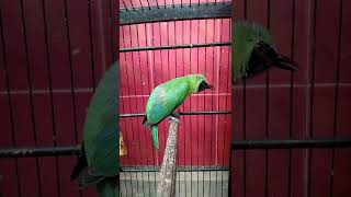 Download lagu cucak ijo bandealit lokal jember mp3