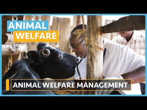 Animal Welfare Lesson 1 What is Animal Welfare