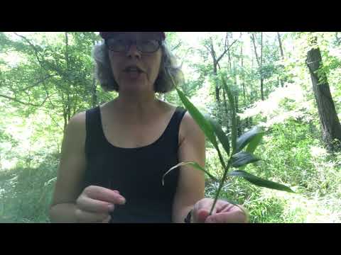 Arundinaria tecta (switchcane) - YouTube