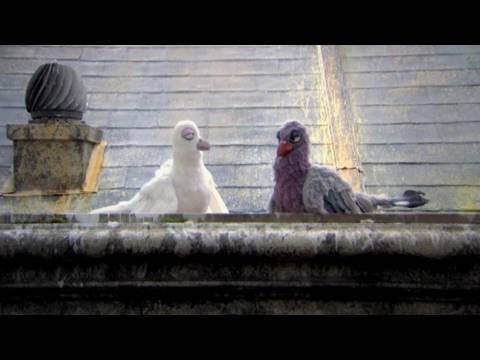 What kind of God? Song - Mongrels - BBC