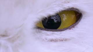 The White Owl Music Video