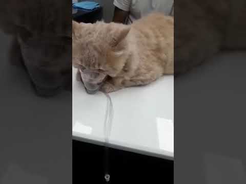 oxygen therapy in cat