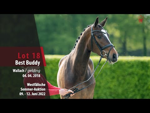 Sommer-Auktion Lot 18 Best Buddy Wallach v. Bonard de Charry - Diamond Hit