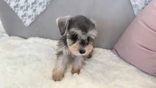 ミニチュアシュナウザーの動画01