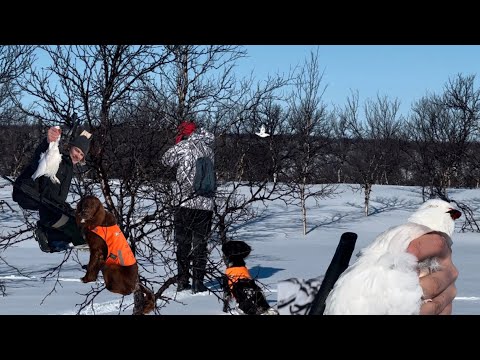 RIEKON METSÄSTYSTÄ || KEVÄTJAHTIA TUNTURISSA