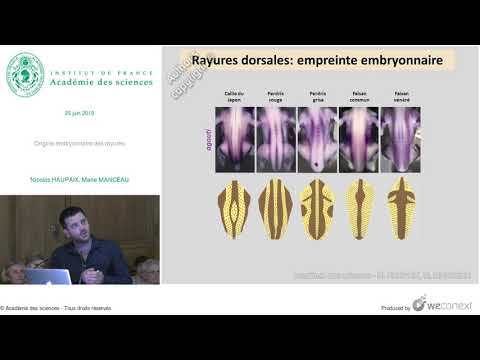 , title : '[Conférence] N. HAUPAIX, M. MANCEAU - Origine embryonnaire des rayures'