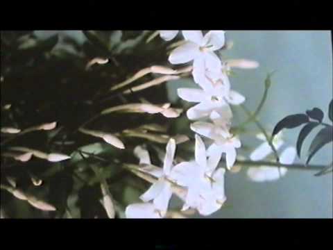 Mia madre-poesia di A. Jozsef (1905-1937)-lettura di Luigi Vannucchi.wmv