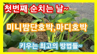 미니밤단호박 보우짱,마디(애)호박 키우는  최고의 방법들~첫번째 순치는날,순지르기,적심 주말농장,텃밭,,전원…