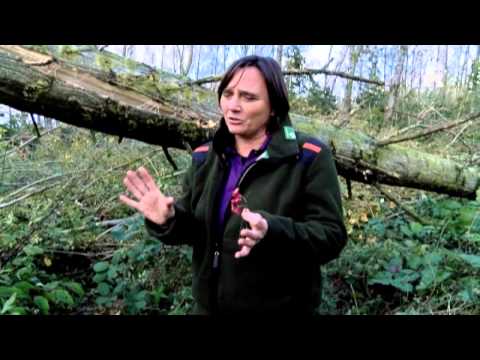 Nieuwsweek - week 44