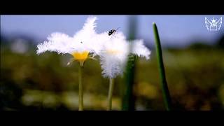 Best DSLR - Nikon D3300 video test