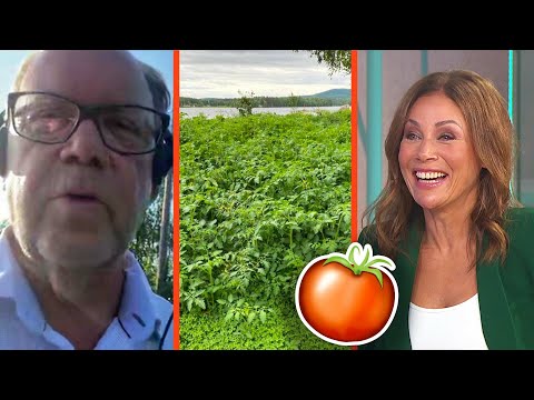 Tomaterna tog över Leifs trädgård: ”En chock” | Efter fem | TV4 & TV4 Play