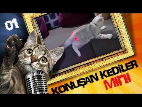 Konuşan Kediler Mini 1 - En Komik Kedi Videoları