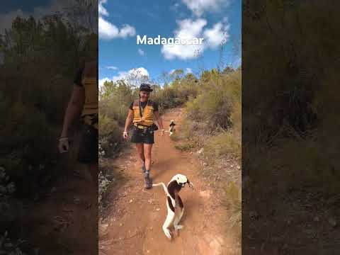 Madagascar lemurs sifaka 😻🤍 #madagascar #lemurs #lemur #sifaka #лемуры