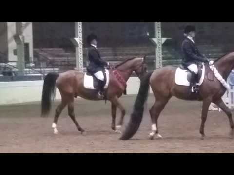 2016 Region 11 Sporthorse Under Saddle Champs!!!