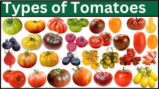 Types Of Tomatoes | Explore 125 Tomatoes From Around The World