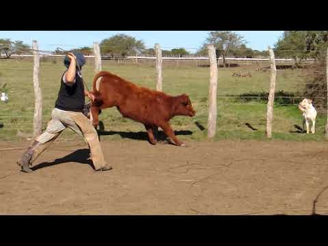 La Yerra Campero Tv #Vacas #Terneros #Argentina #Horses #Rural #Agro #Pecuaria #Campero #Pialadas
