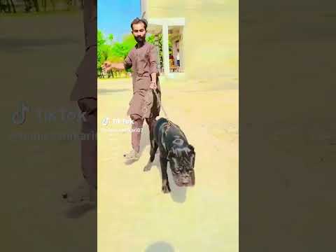 hammed pet House New dog