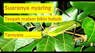 Download lagu Suara Belalang Hijau | Belalang Kecek | Cocok Buat Masteran Burung mp3 Download lagu Suara Belalang Hijau | Belalang Kecek | Cocok Buat Masteran Burung mp3