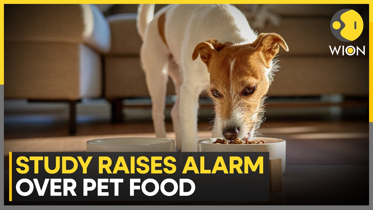 Hidden Plastic In Pet Meals? Study Raises Alarm Over Pet Food Trends | WION