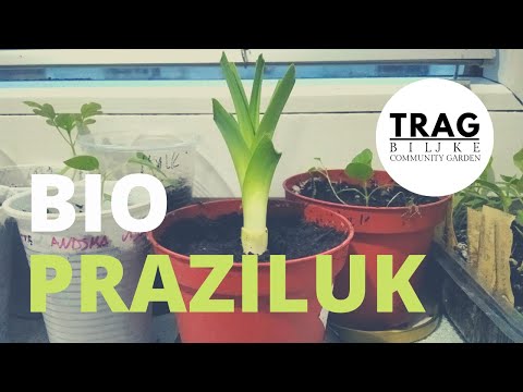 BIOPRAZILUK IZ KUPOVNE BILJKE (2021) [TRAG BILJKE]