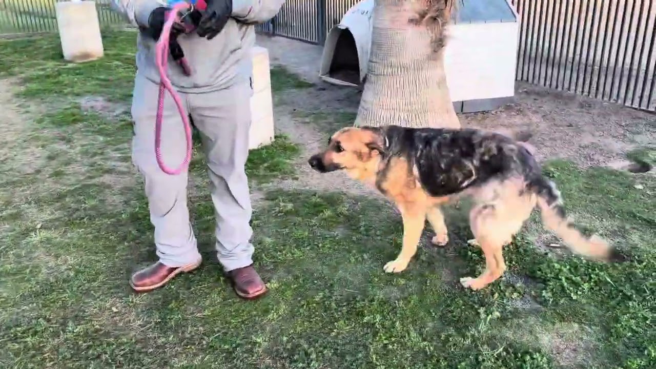 Enlarge BONNIE, an adopted German Shepherd Dog in Delano, CA video 6/6