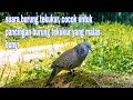Suara Burung Tekukur Cocok Untuk Pancingan Burung Tekukur Yang Malas Bunyi