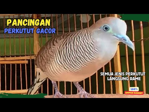 Perkutut Lokal Agar Cepat Bunyi dengan Suara Ini! PANCINGAN PERKUTUT LOKAL GACOR | Zebra Dove 259