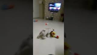 Pug Puppies Videos