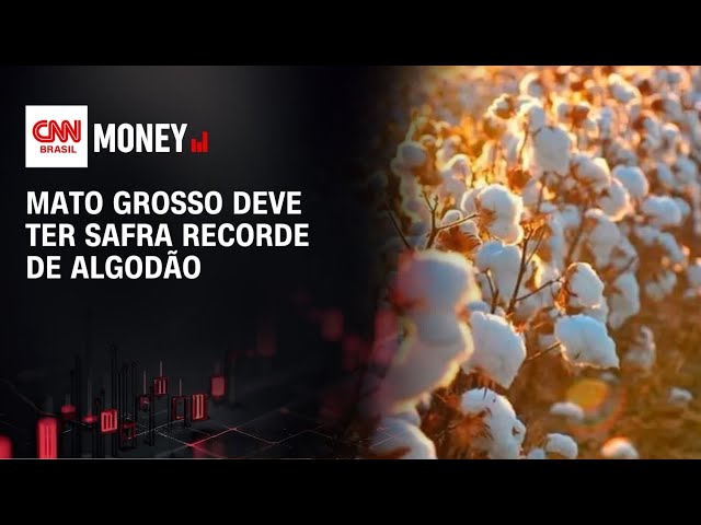 Mato Grosso deve ter safra recorde de algodão | ABERTURA DE MERCADO