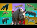 Safari Animal Sounds Song Nursery Rhyme For Kids Learn Animal Names And Sounds