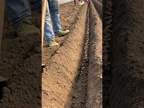 Ginger planting manually (no mechanization) #satisfying #shots
