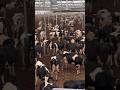 How Do Farms Milk Hundreds Of Cows