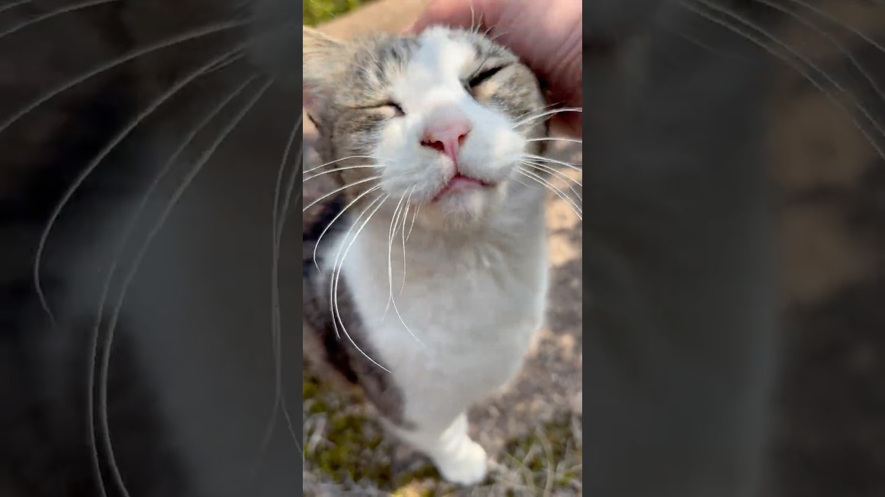 可愛い鳴き声で撫でて貰いに来るキジ白猫ちゃん #Shorts