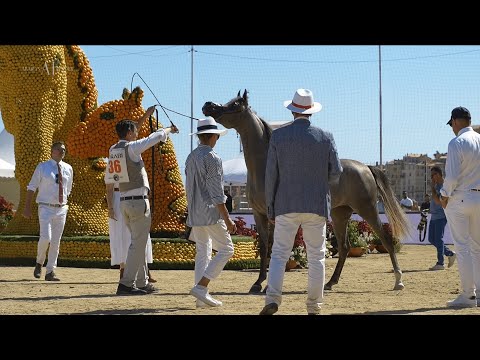 ✨ D BEISAN ✨ She gave the TRUST, 2022 MENTON