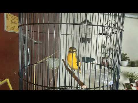 Mantenan Novyj Trend Smotret Onlajn Na Sajte Trendovi Ru