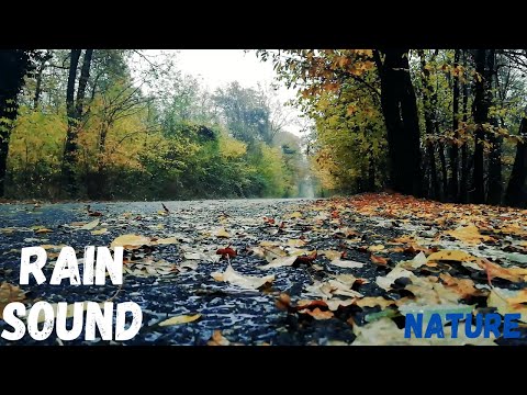 Sonido de lluvia en el bosque en otoño para relajarse.